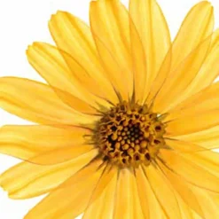 Discount Kneipp Muscle Relaxation Arnica Badolie