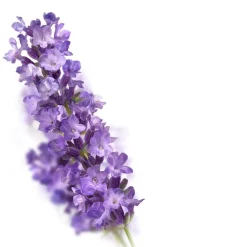 Best Kneipp Relaxing Lavendel Douchefoam