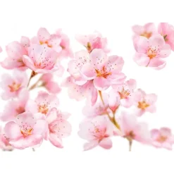 Discount Kneipp Soft Skin Amandelbloesem Douchegel