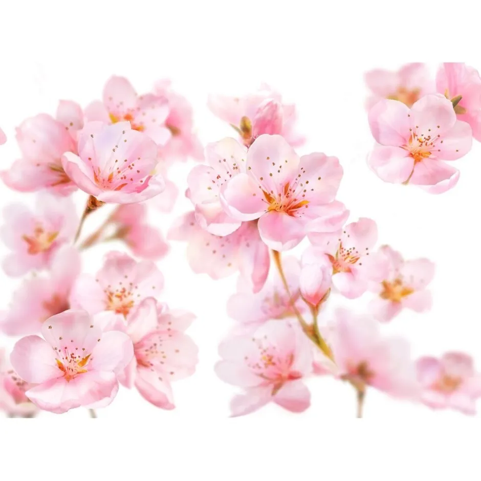 Discount Kneipp Soft Skin Amandelbloesem Douchegel