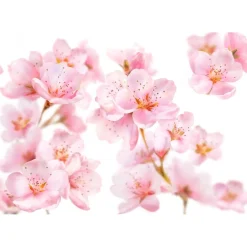 Kneipp Soft Skin Sensitive Bodymilk