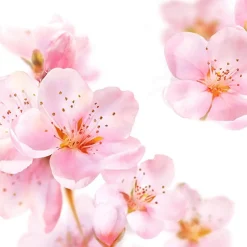 Sale Kneipp Soft Skin Softening Bodylotion