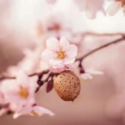 Weleda Sensitive Hydraterende Gezichtscrème