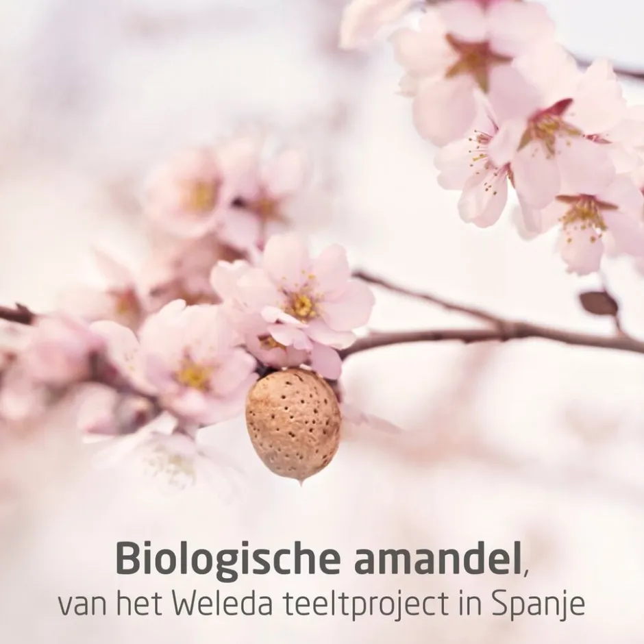 Online Weleda Zwangerschapsolie